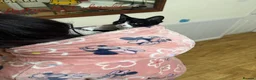 Mixed Breed cats for sale: *£0* 2 cats. Brother and sister  - Advert 10
