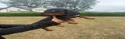 Miniature Dachshund dogs for sale: 3 left cute dachshund puppies  - Advert 8