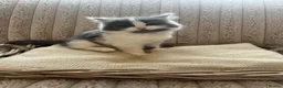 Mixed Breed cats for sale: Adorable chunky fluffy kittens - Advert 8