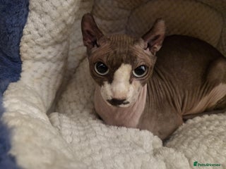 Sphynx cats 2 years old female - Advert 1