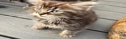 Ragdoll cats for sale: Cherubim Ragdoll - Advert 6