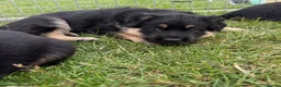 German Shepherd dogs for sale: German shepherd puppies.  - Advert 3