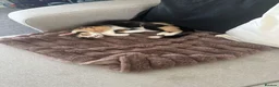 Mixed Breed cats for sale: 5 month old spayed female cat  - Advert 4