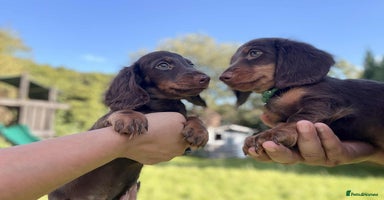 Miniature Dachshund dogs - Advert 4