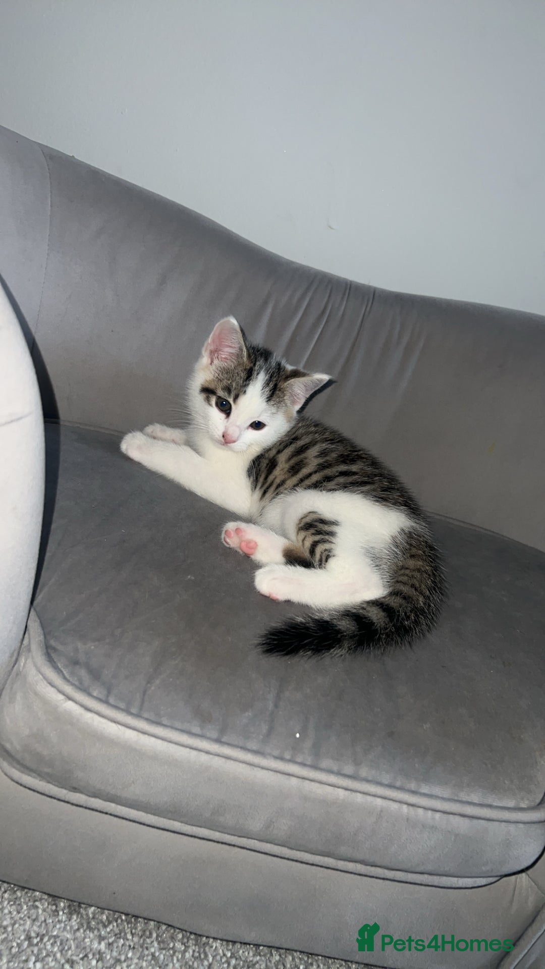 Mixed Breed cats for sale: Kittens  - Advert 25