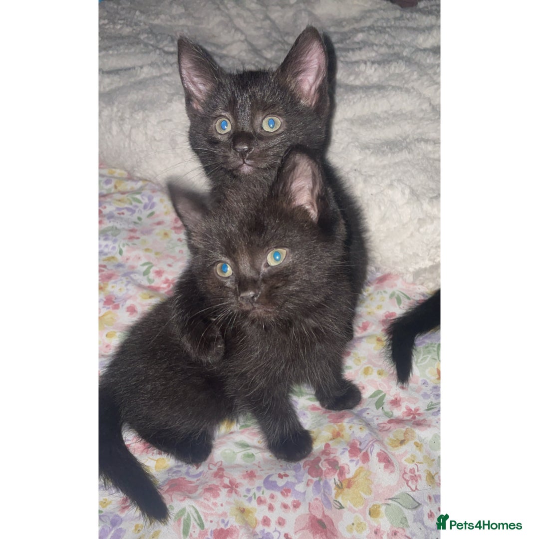 Domestic Shorthair cats for sale: Female kittens for sale - Image 2