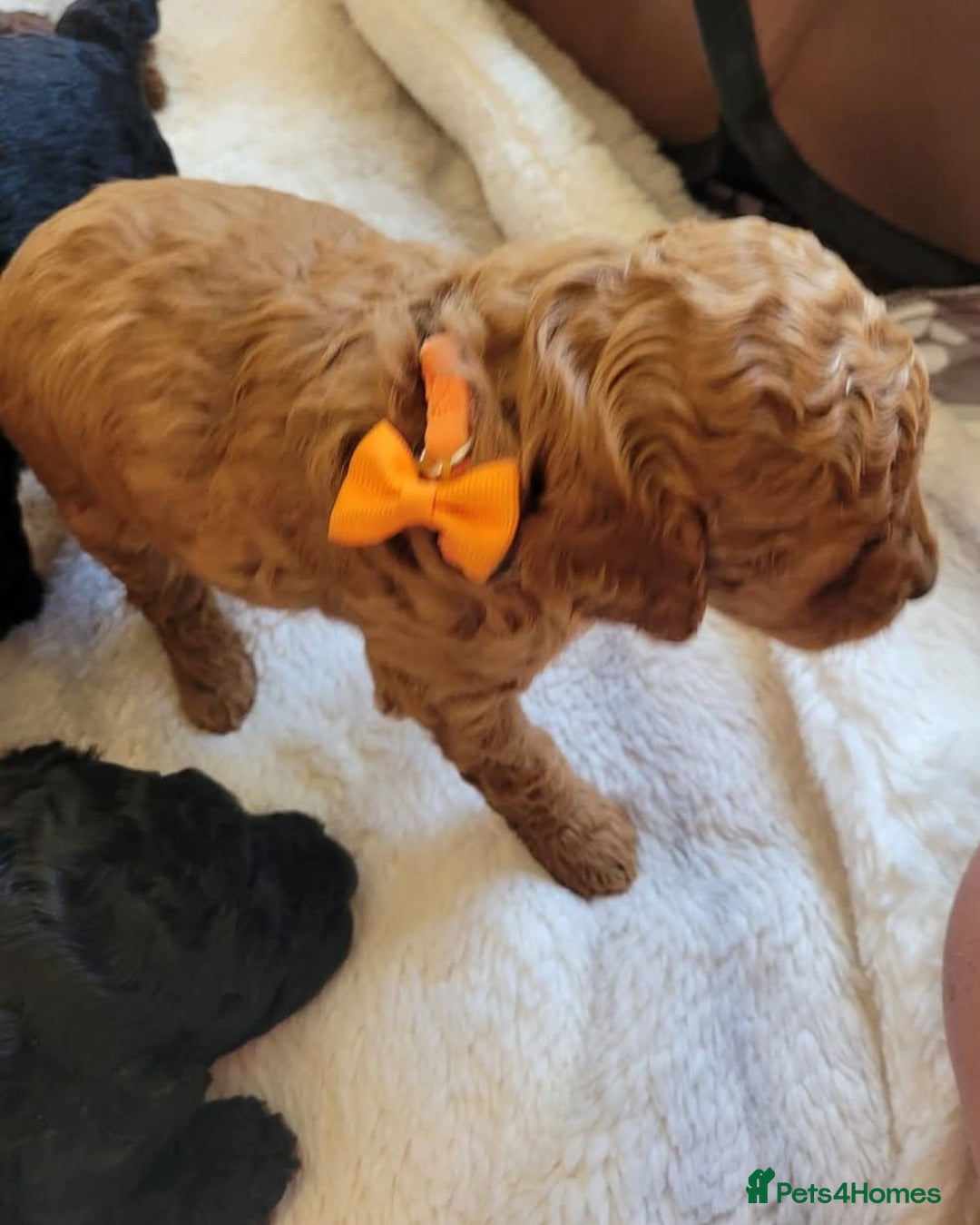 Cockapoo dogs for sale: Cockapoo F2 puppies 8 weeks old. - Image 10