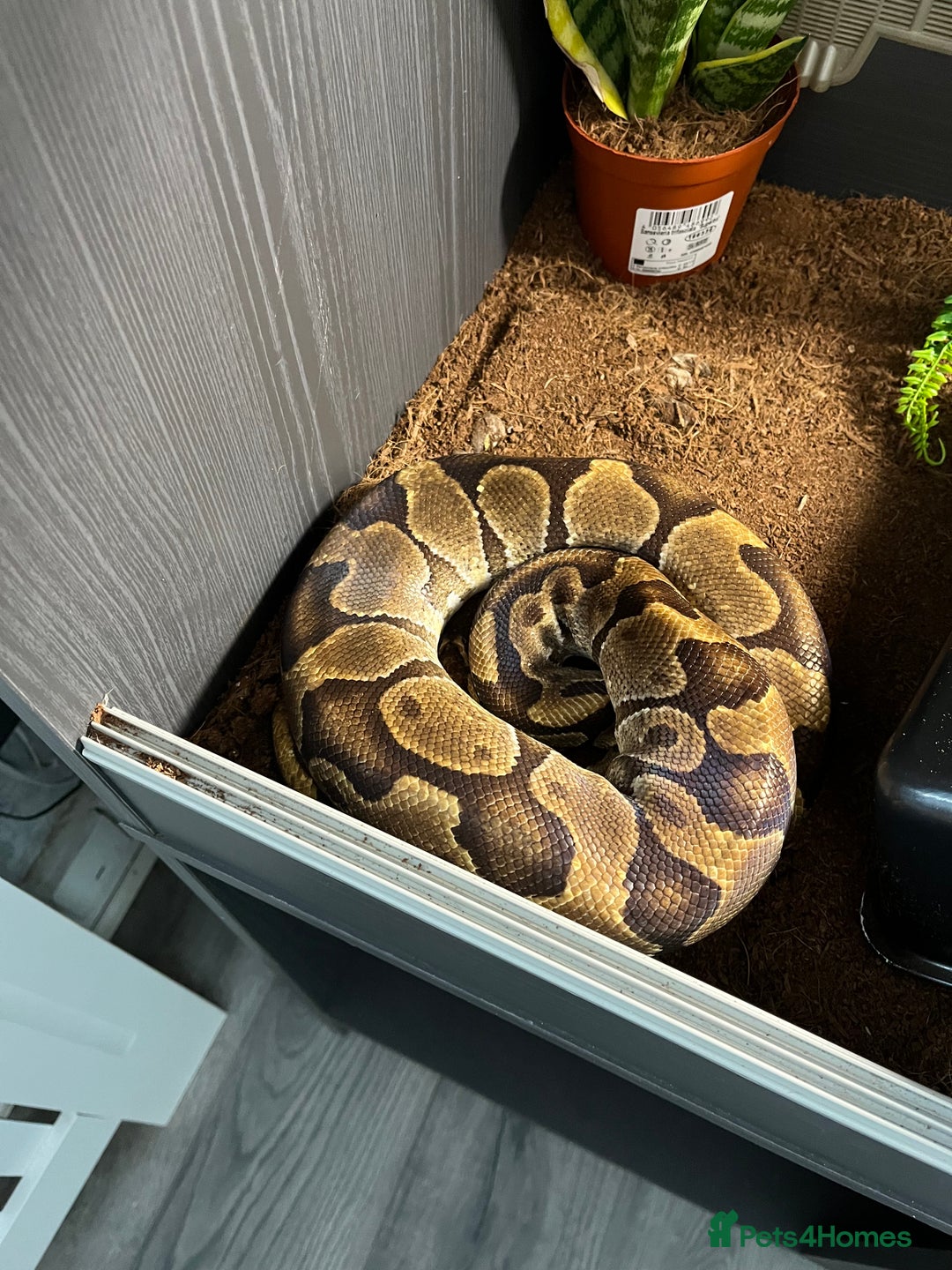 Python Snake reptiles for sale: Ball python with vivarium  - Image 1