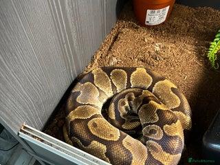 Python Snake reptiles - Advert 1