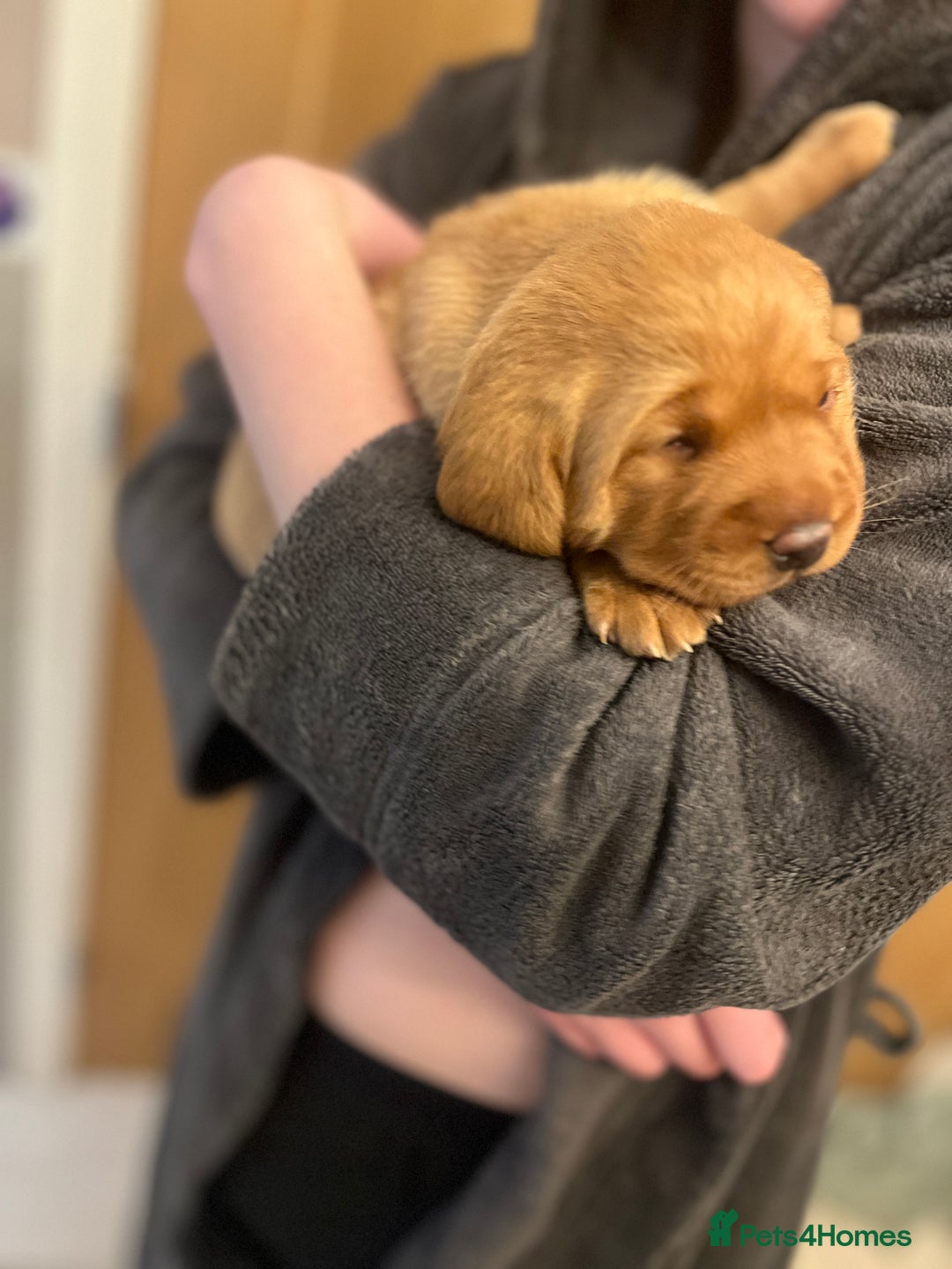 Labrador Retriever dogs for sale: KC Fox Red labradors - Advert 9