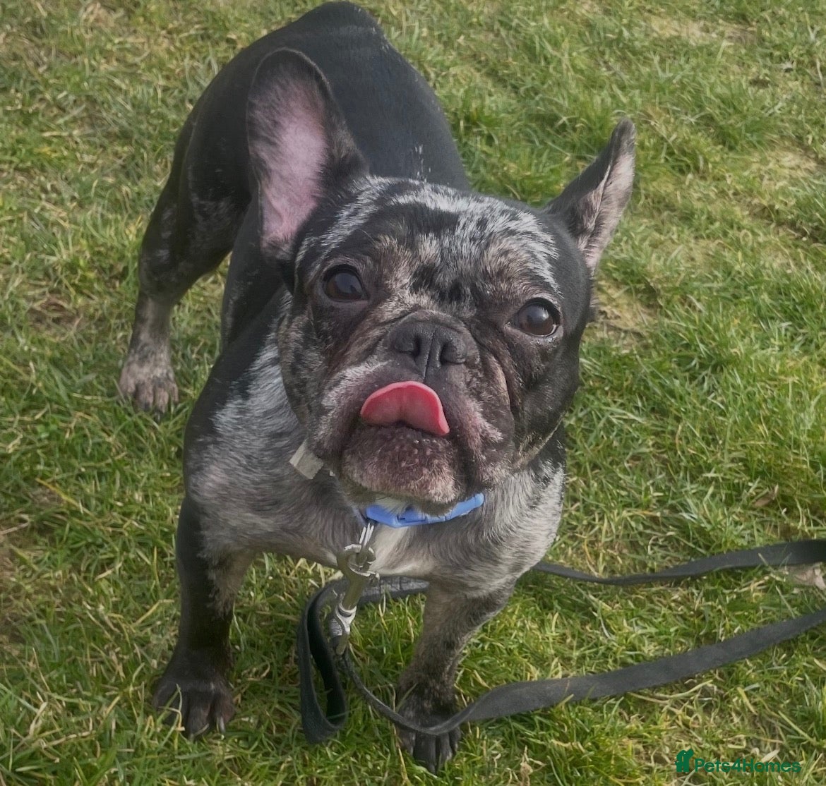 French Bulldog dogs for sale: 1 male French bulldog puppy - Advert 2