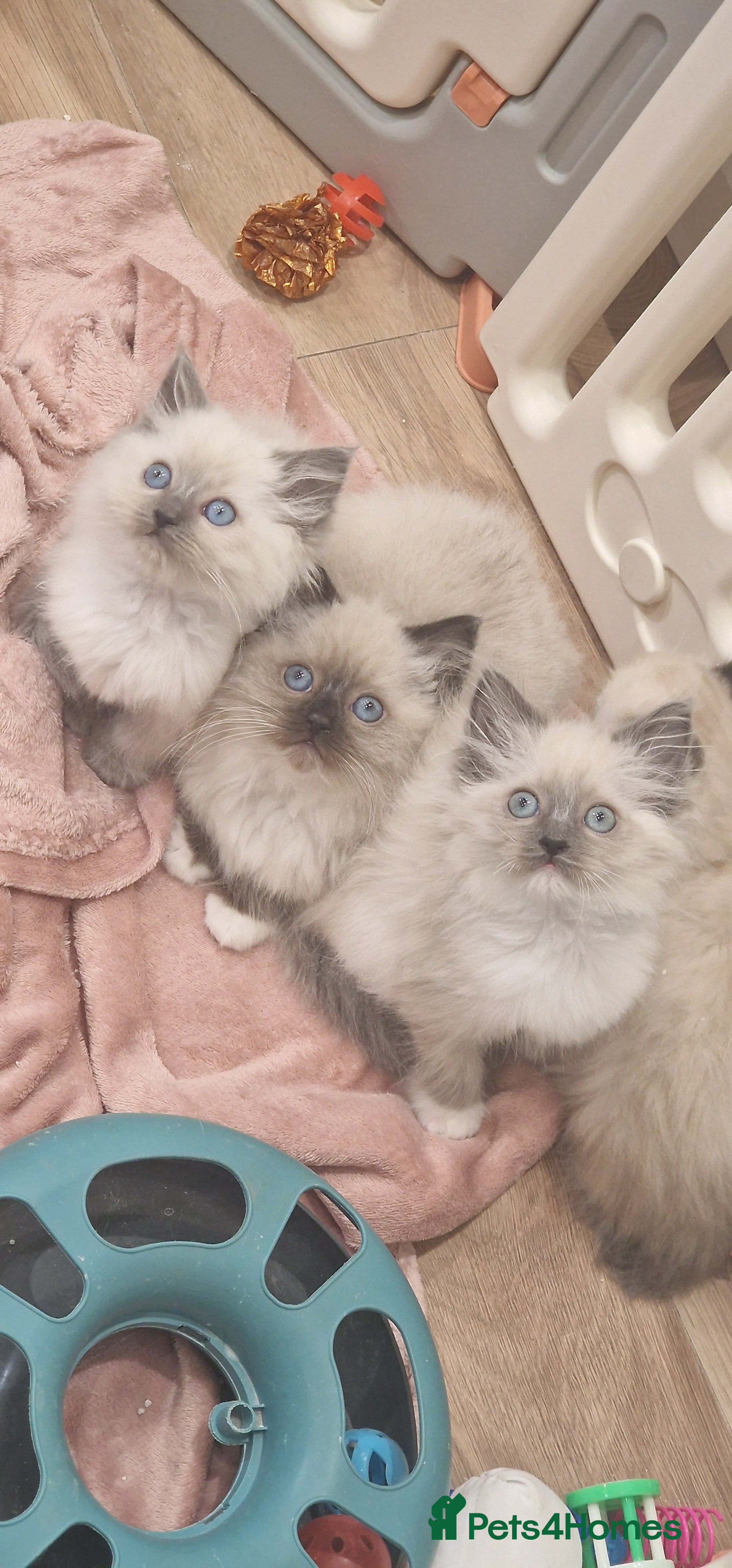 Ragdoll cats Ragdoll kittens ready now - Advert 5