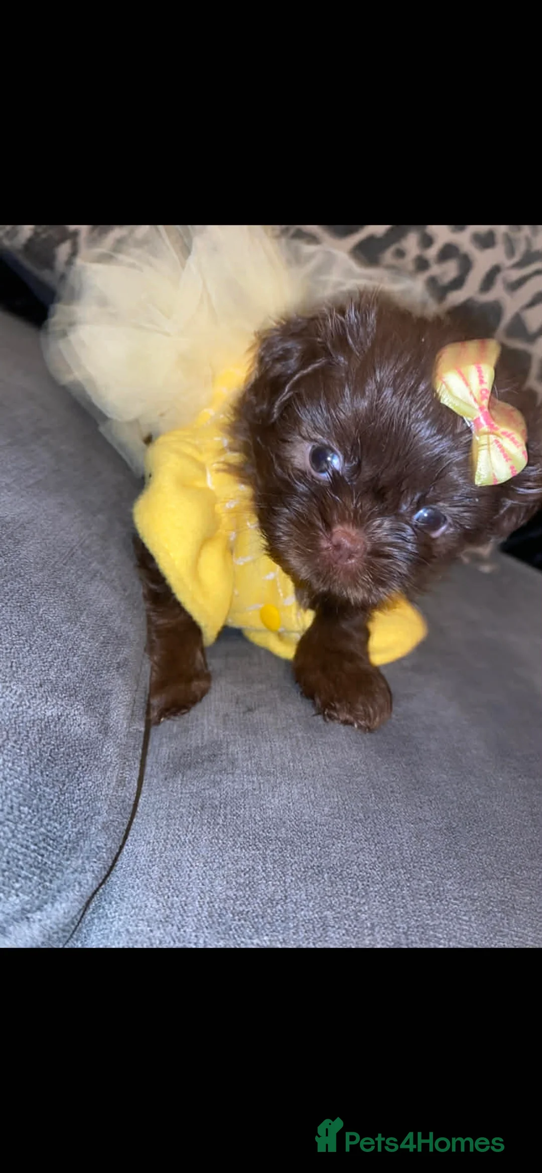 Shih Tzu dogs for sale: Shih Tzu Puppies For Sale - - Advert 5