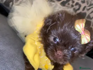 Shih Tzu dogs Shih Tzu Puppies For Sale - ONLY MALES LEFT - Advert 7