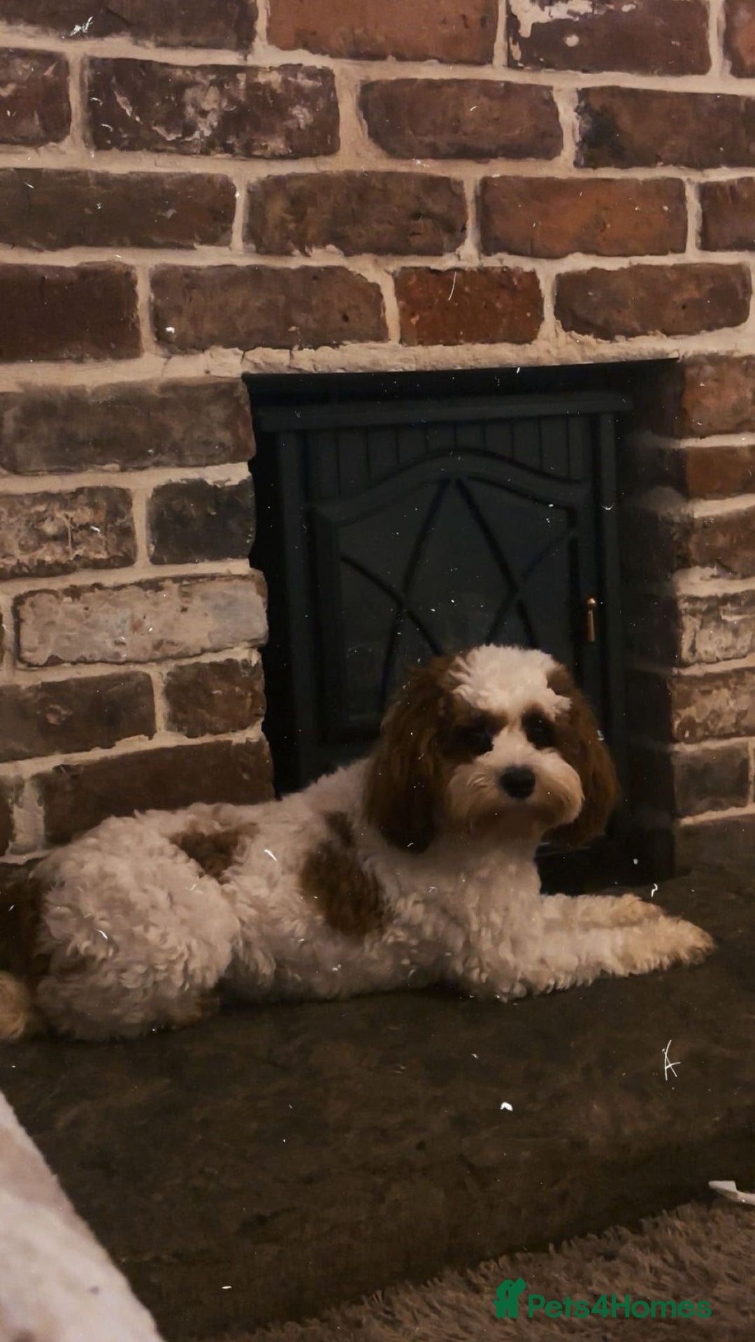 Cavapoo dogs for sale: Nellie - 1 Year 1 month  - Advert 2