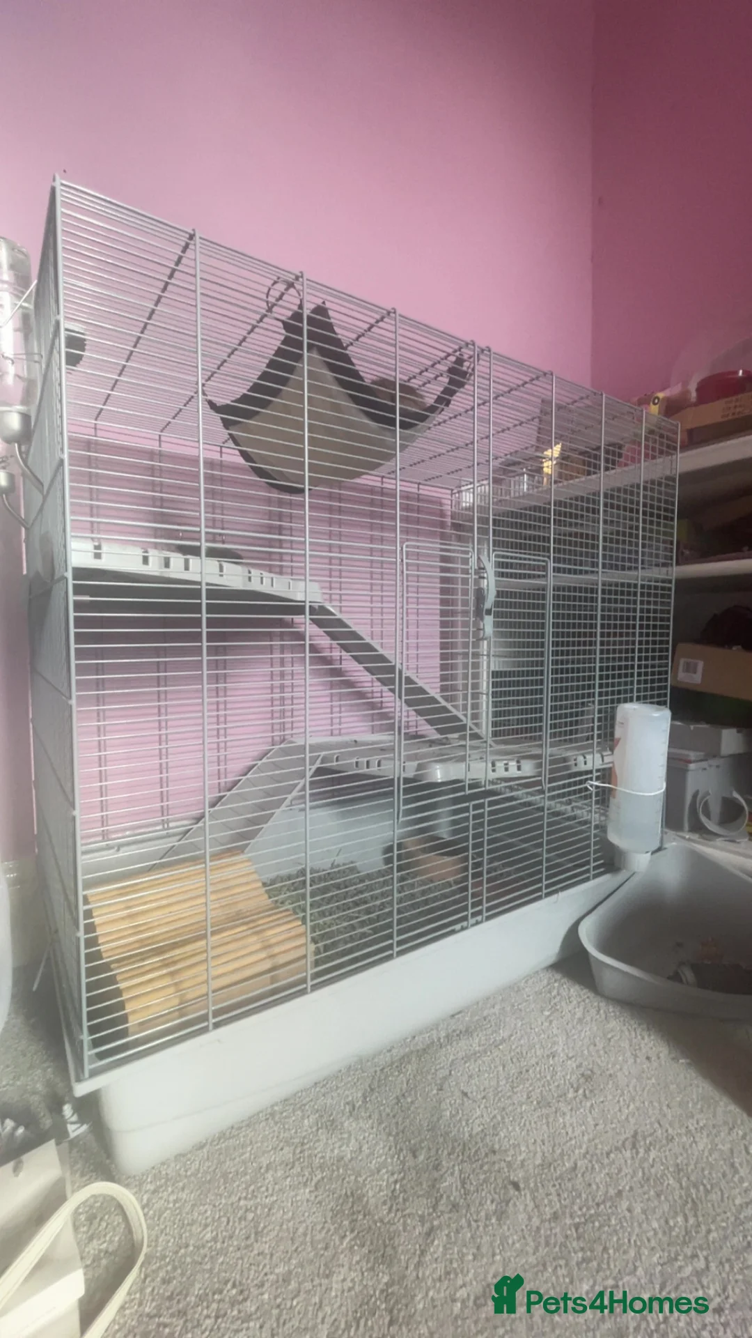Rat rodents for sale: 2 Rats, Cage + Accessories included in Selby - Advert 6
