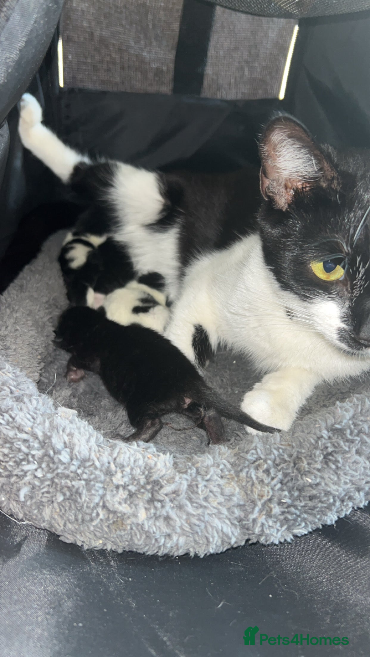 Mixed Breed cats black and white spotty female  - Advert 4