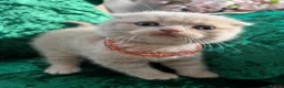 Scottish Fold cats for sale: 😻SCOTTISH FOLD 😻 CREAM & RED COLOUR 😻 - Advert 13