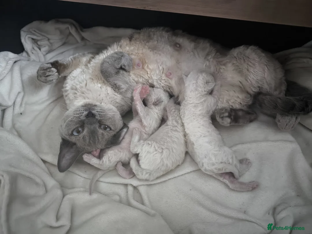 Devon Rex cats for sale: Devon Rex blue point kittens 💙 - Advert 2