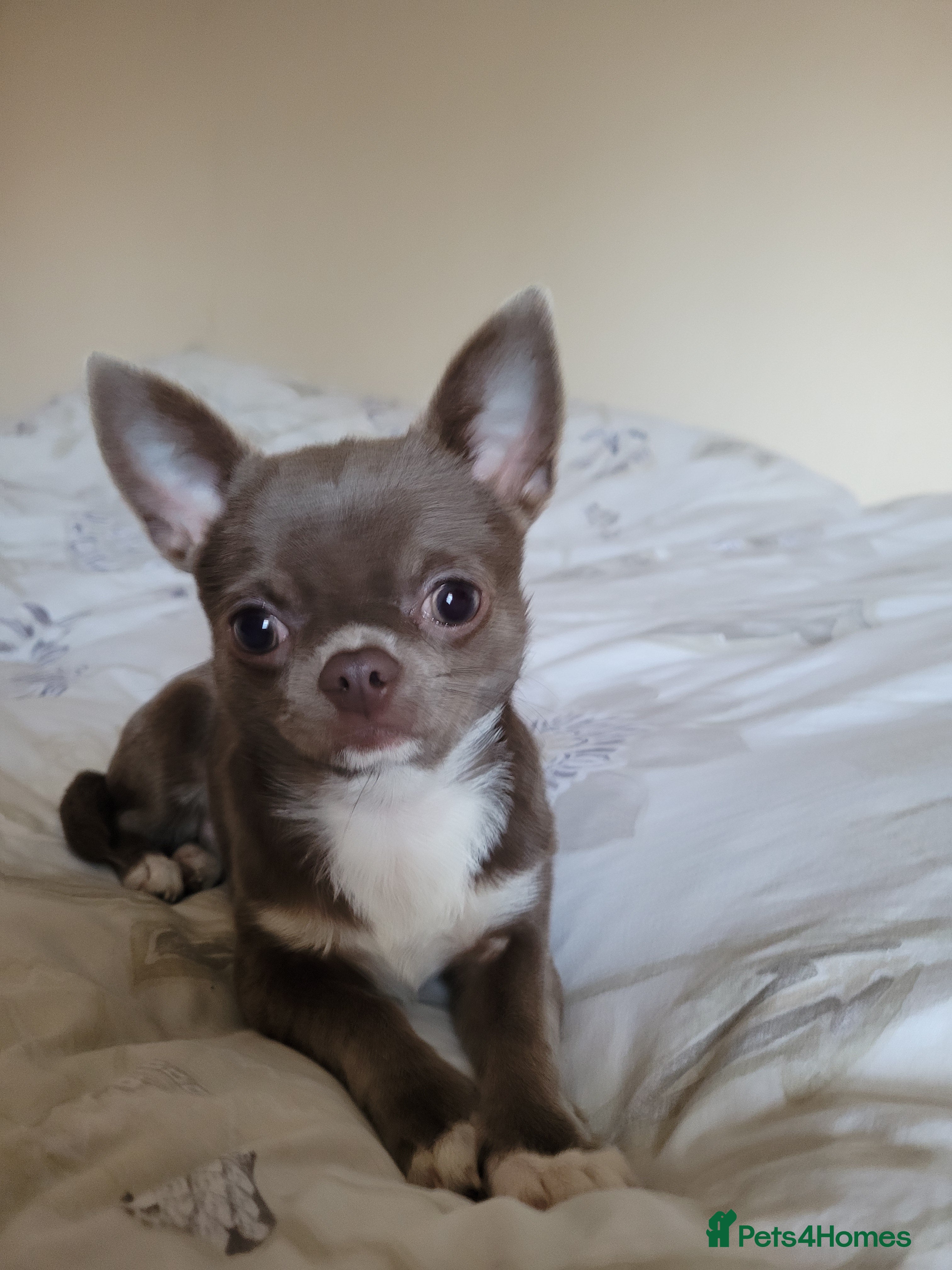 Chihuahua dogs KC lilac stud - Advert 6