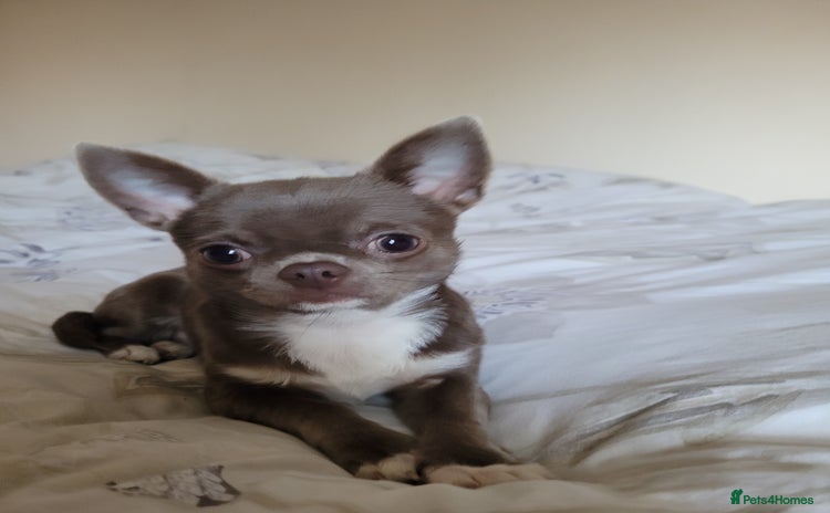 Chihuahua dogs in Dagenham - Advert 1