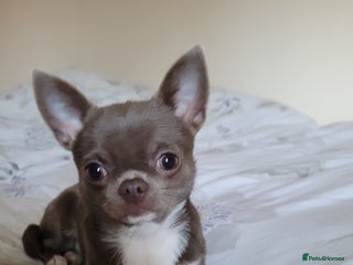 Chihuahua dogs in Dagenham - Advert 11