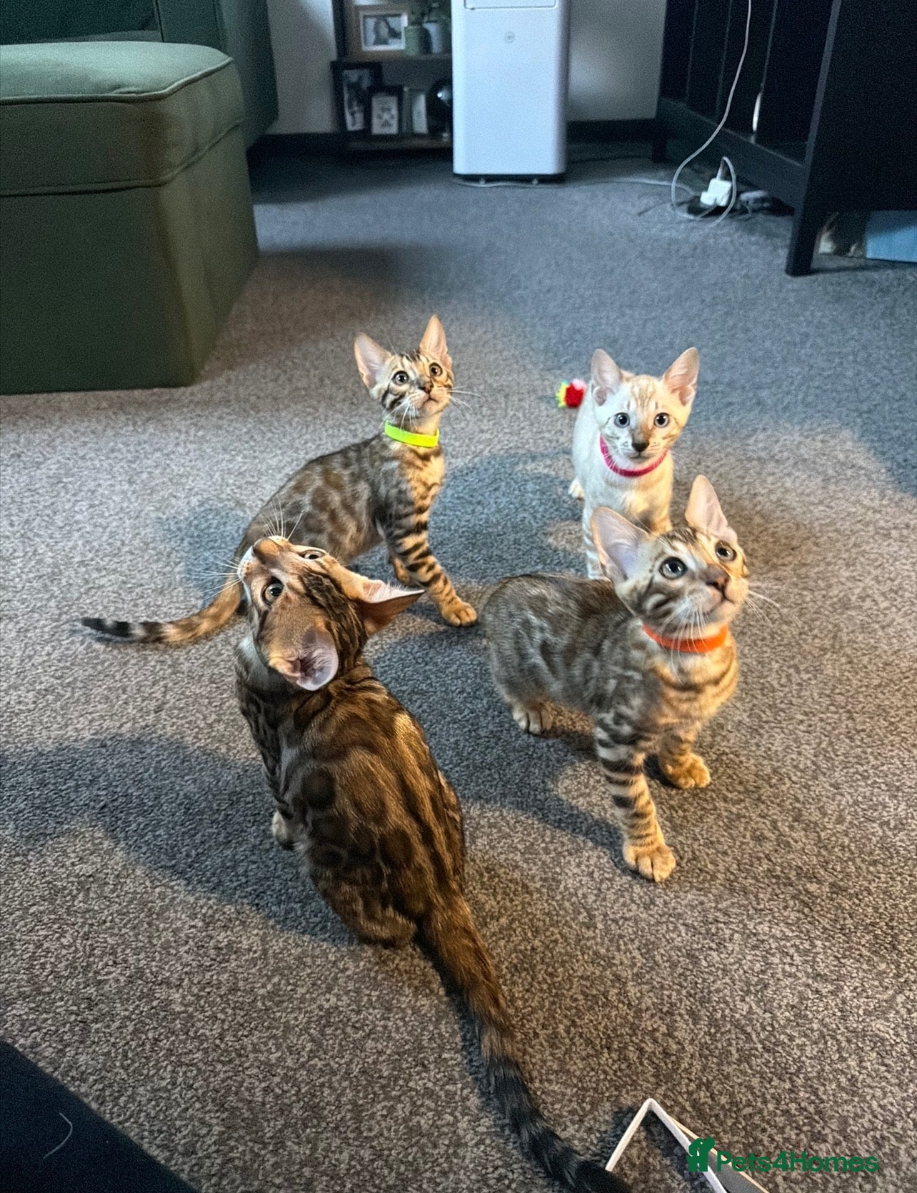 Bengal cats Beautiful Brown and Snow TICA Bengals - Advert 9