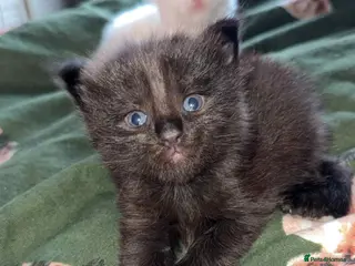 Maine Coon cats Polydactyl Maine coon babies - Advert 3