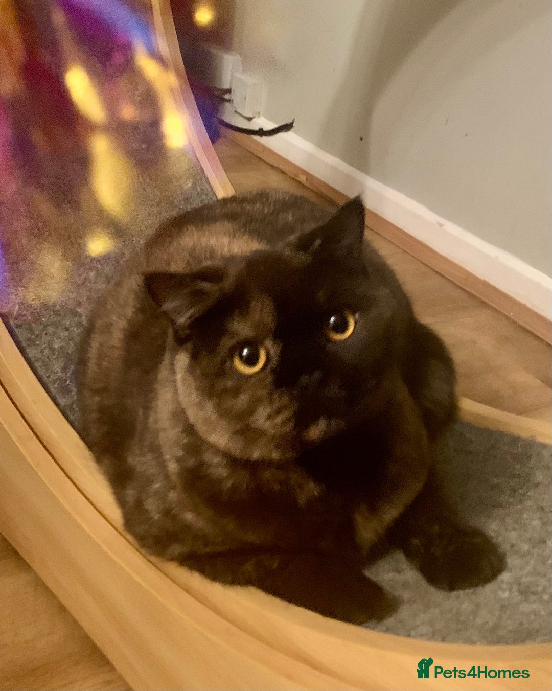 British Shorthair cats for sale: 🐾❤️Beautiful Black Tortie Girl❤️🐾 - Advert 1