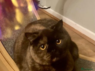 British Shorthair cats 🐾❤️Beautiful Black Tortie Girl❤️🐾 - Advert 1