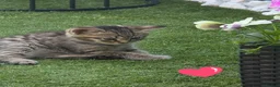 Domestic Shorthair cats for sale: 2 beautiful tabby kittens  - Advert 3