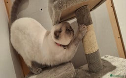 British Shorthair cats for sale: White,grey blue eyed british shorthair frmale  - Advert 11