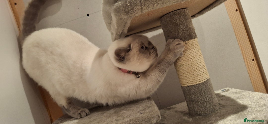 British Shorthair cats for sale: White,grey blue eyed british shorthair frmale  - Advert 11