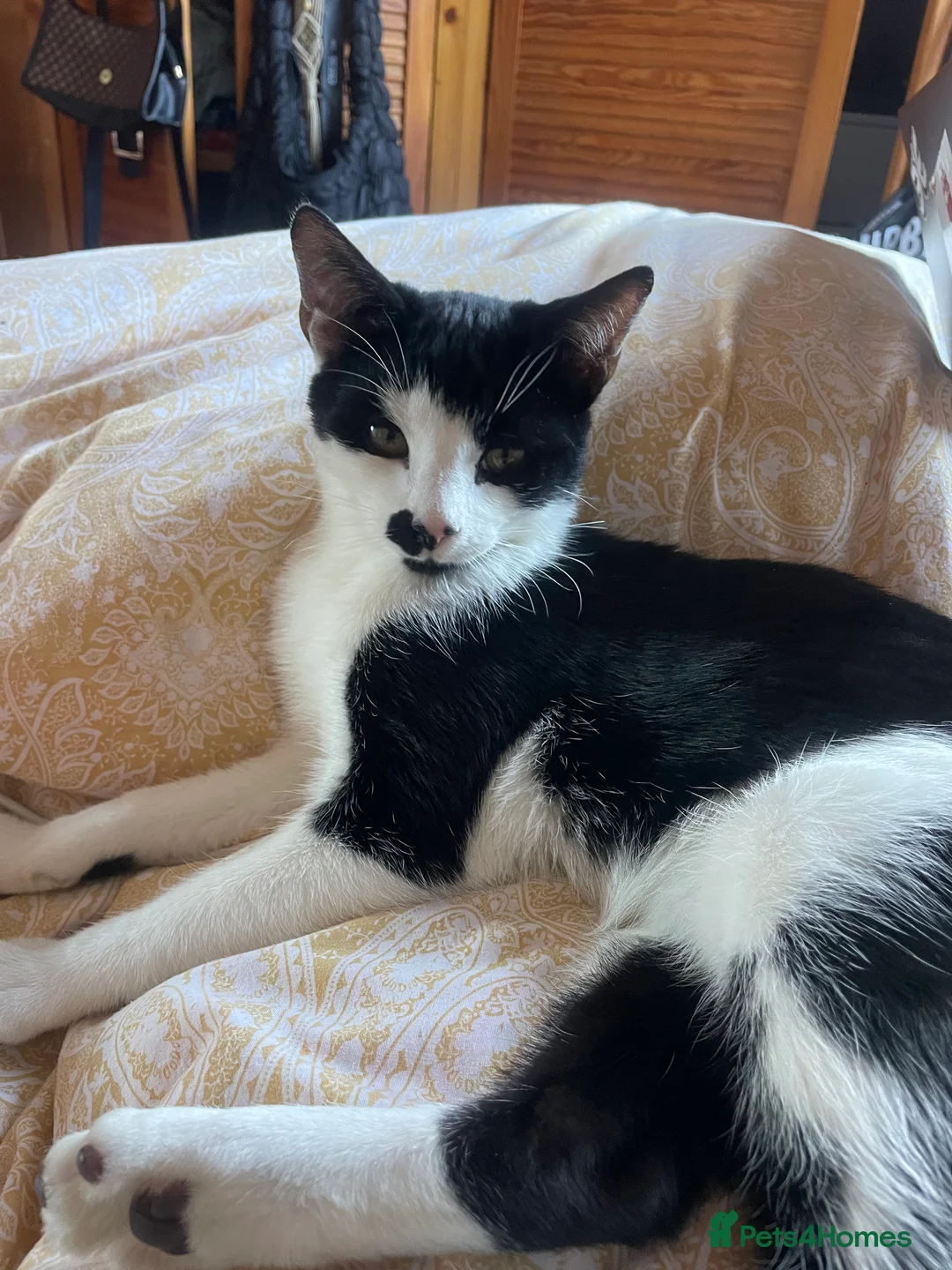 Mixed Breed cats for sale: Beautiful Playful Young Cats - Advert 22
