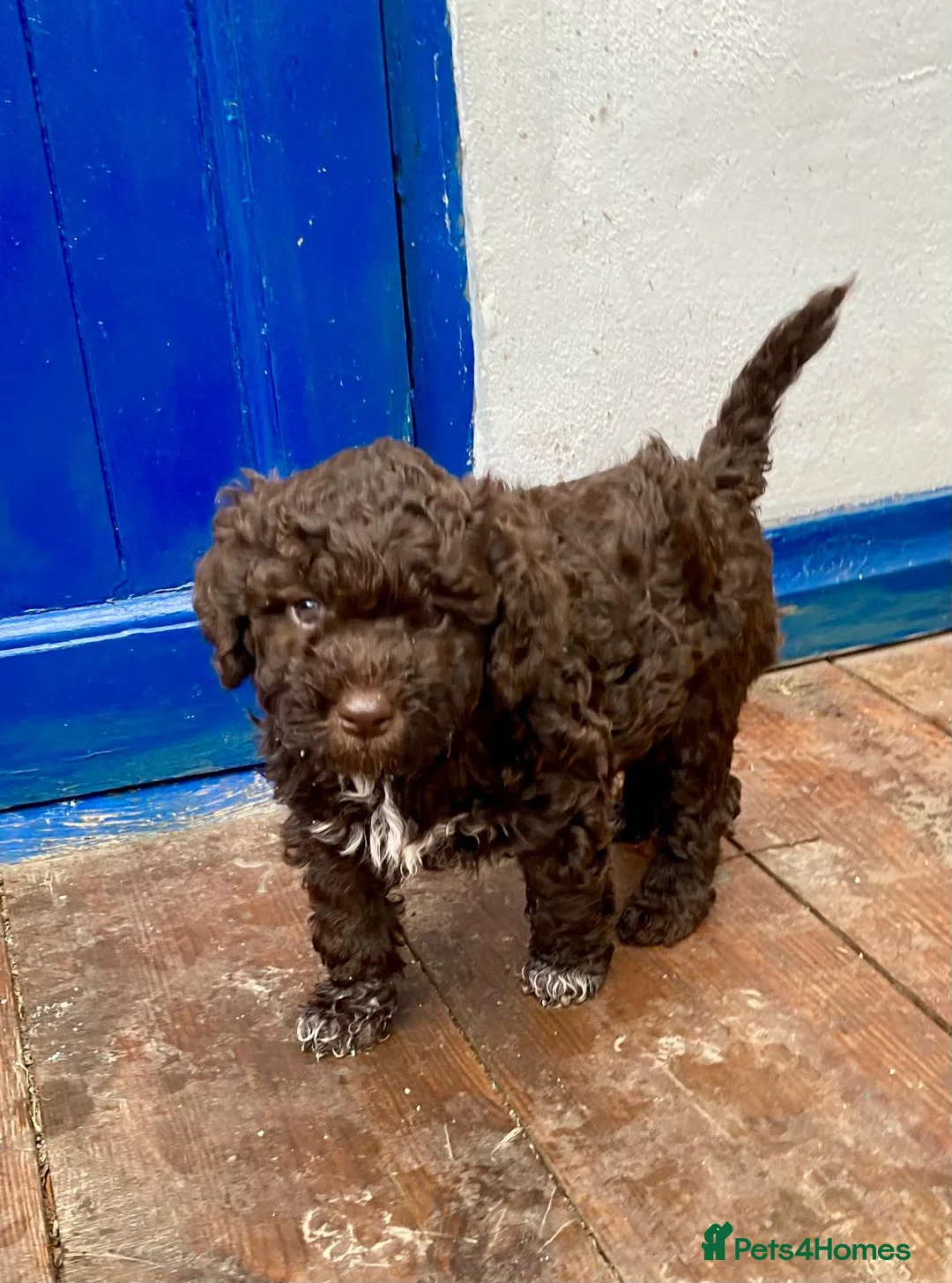 Lagotto Romagnolo dogs for sale: Three wonderful Lagotto pups available now - Advert 29