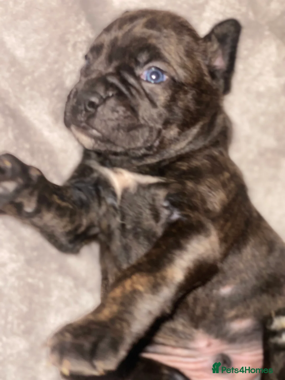 Mixed Breed dogs for sale: 🧬Kc reg mum black boxer & mini boxer pups 🤩 8wk - Advert 27