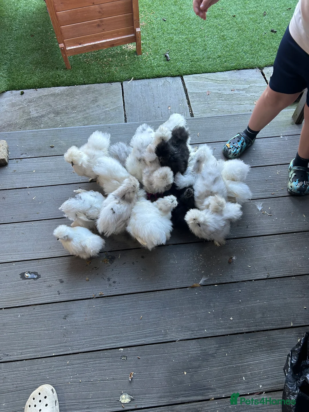 Chickens poultry for sale: Silkie Chickens - Advert 3