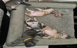 Mixed Breed dogs for sale: Exotic Pocket bully’s 4 males 5 females  - Image 12