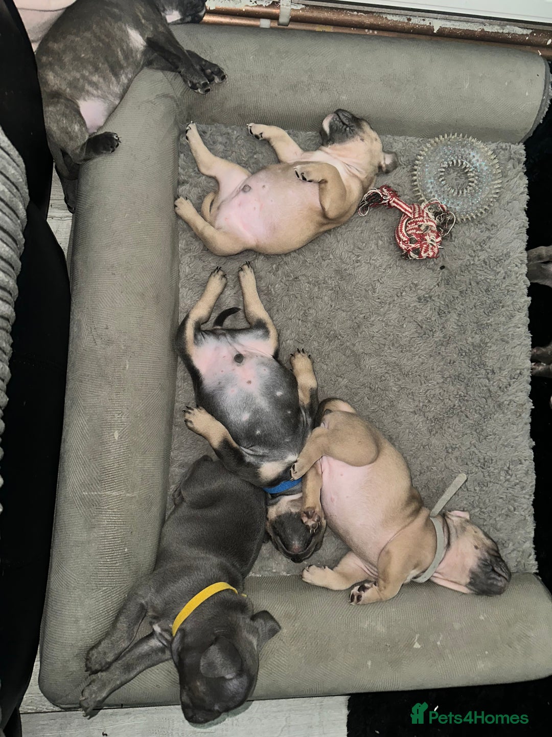 Mixed Breed dogs for sale: Exotic Pocket bully’s 4 males 5 females  - Image 12