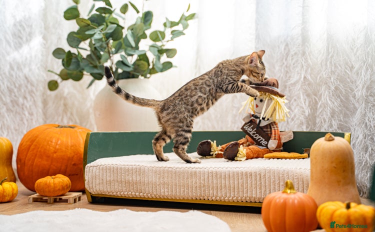 Bengal cats - Advert 2