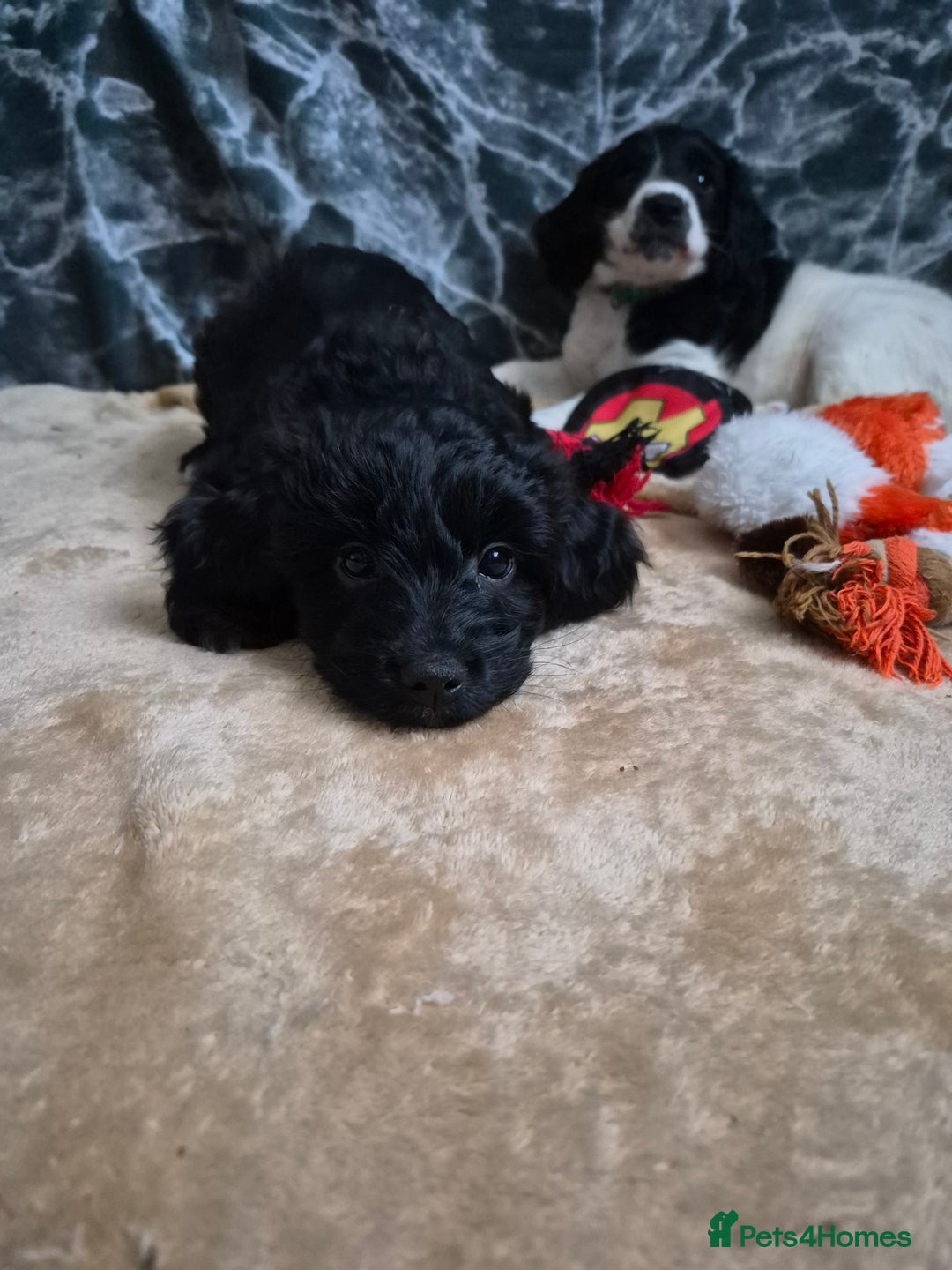 Mixed Breed dogs for sale: Last girl left. Ready to leave now 🥰 - Advert 14