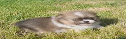 Pomeranian dogs for sale: 🐾🌟 Beautiful Pomeranian Puppies 🌟🐾 - Advert 14