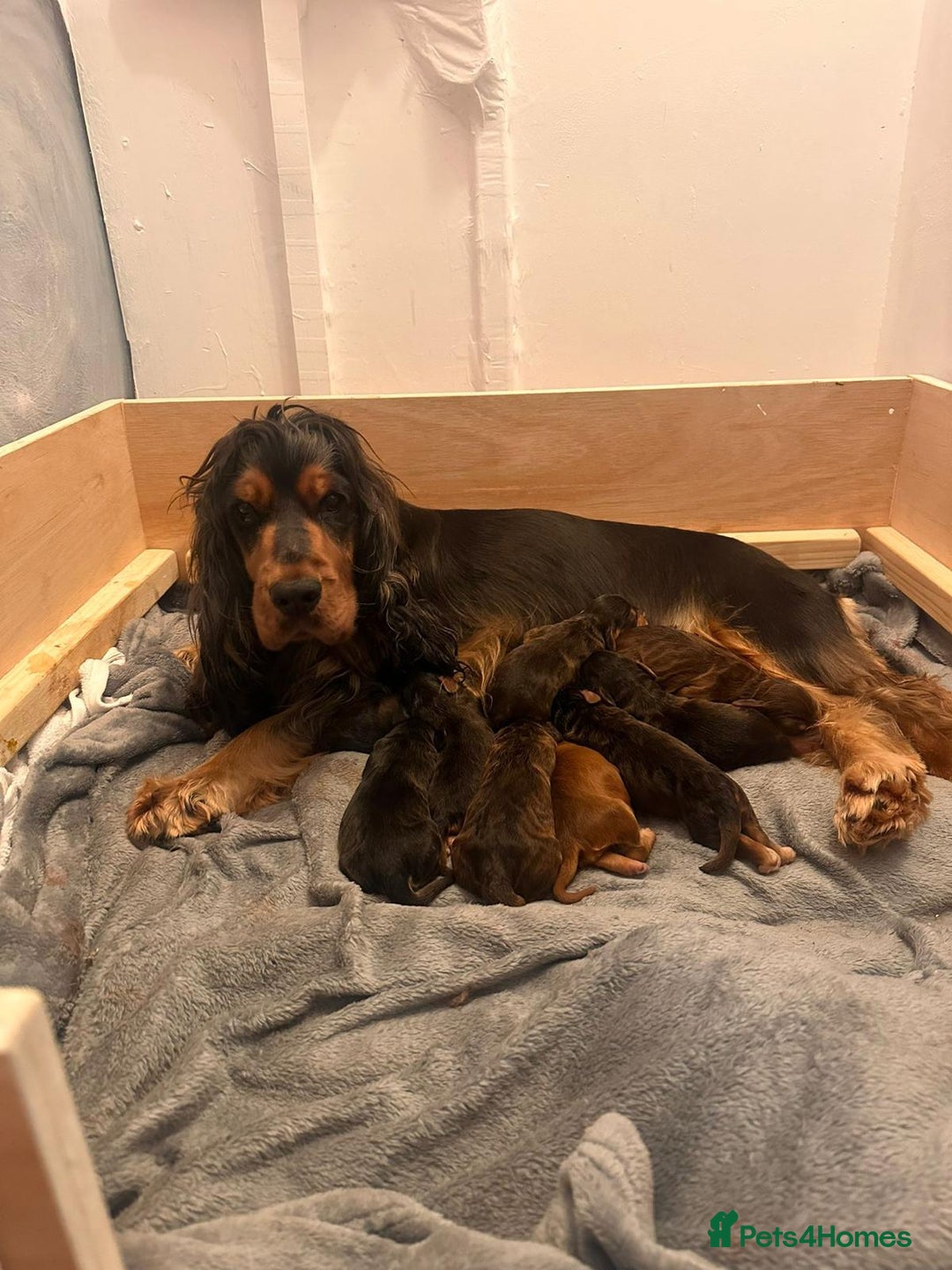 Cockapoo dogs for sale: *STUNNING F1 COCKAPOO PUPPIES* - Advert 3