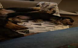 Miniature Dachshund dogs for sale: Miniature Longhair Dachshund Boy - Advert 5