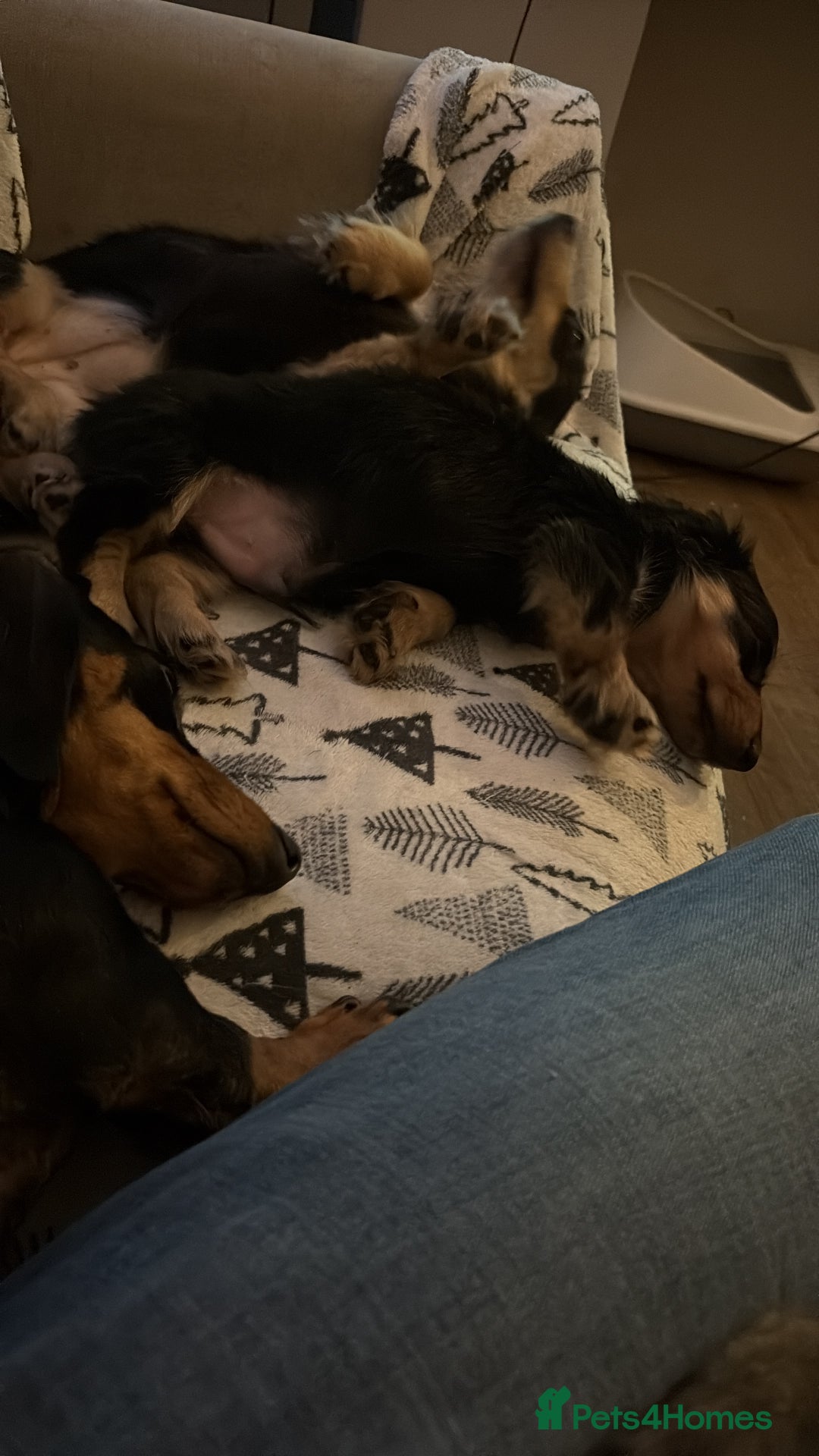 Miniature Dachshund dogs for sale: Miniature Longhair Dachshund Boy - Advert 5
