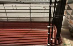 Hamster rodents for sale: Alaska hamster cage  - Image 5