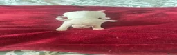 Chihuahua dogs for sale: Puppies for sale - Advert 6