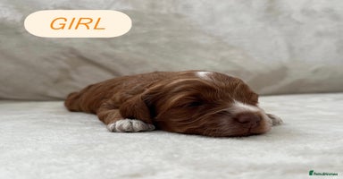 Cockapoo dogs - Advert 3
