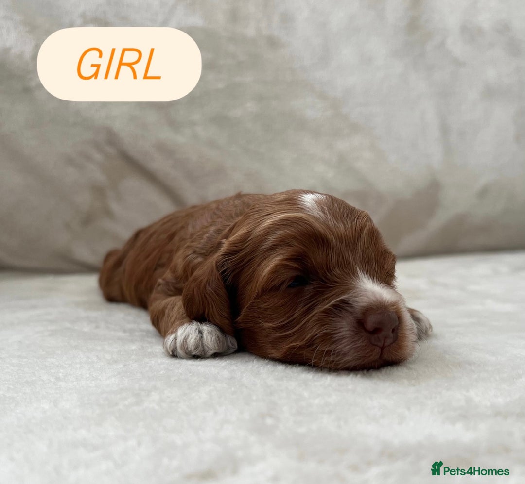 Cockapoo dogs for sale: F1 Show Type Cockapoo Puppies - Image 2