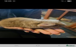 Guinea Pig rodents for sale: Mix of guinea pigs for sale  in Blackpool - Image 7